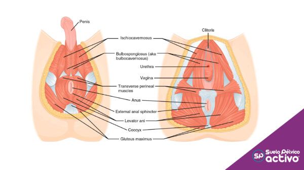 Formación Suelo Pélvico y Ejercicio Físico